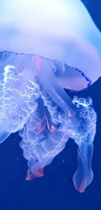 Water Jellyfish Liquid Live Wallpaper