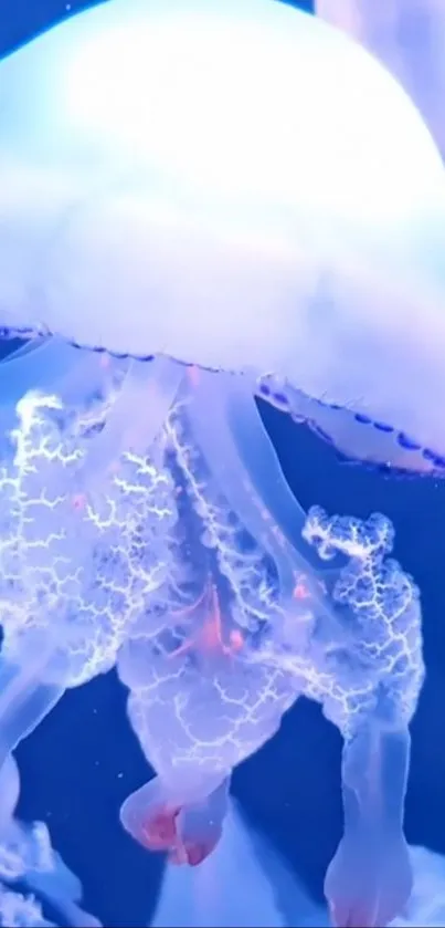 Water Jellyfish Liquid Live Wallpaper