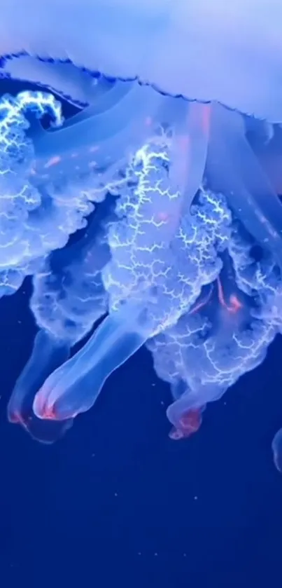 Water Jellyfish Marine Invertebrates Live Wallpaper