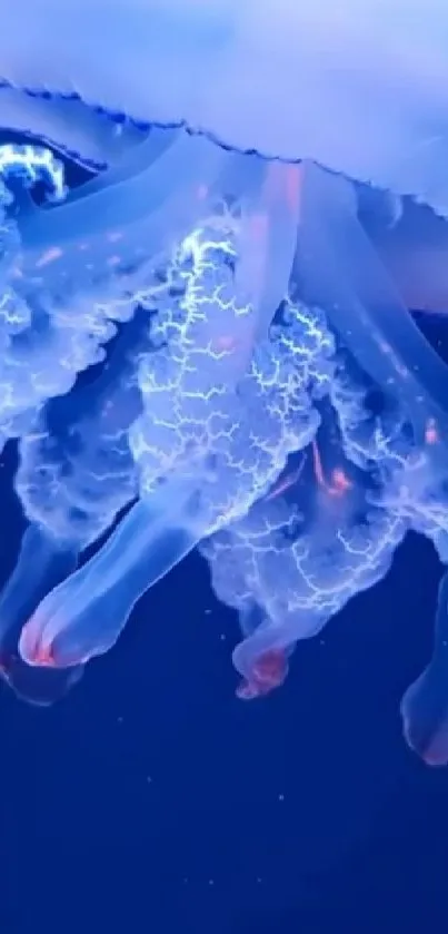 Water Jellyfish Marine Invertebrates Live Wallpaper
