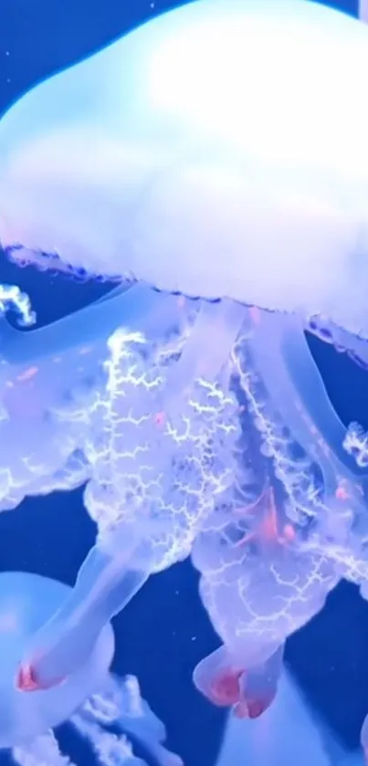 Water Light Blue Live Wallpaper