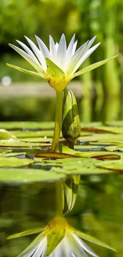 Water lily reflecting on a tranquil pond surface.