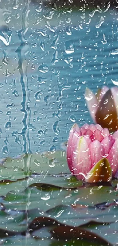 Pink water lily with raindrops on glass in serene blue background.