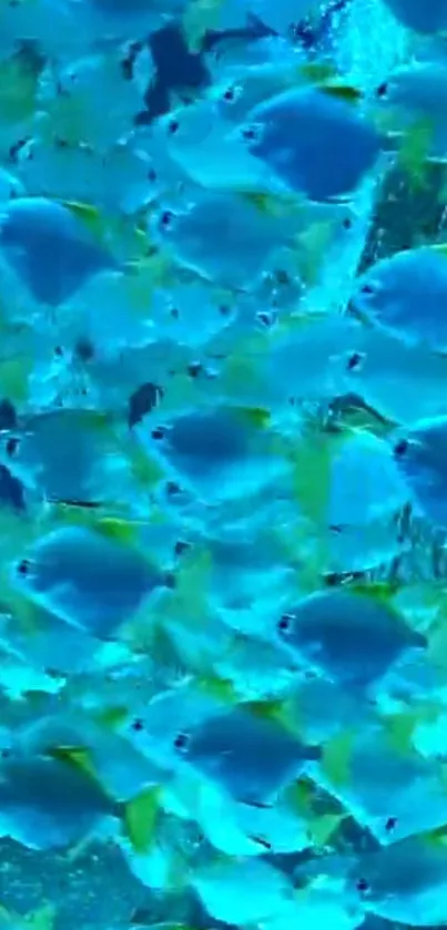 Water Liquid Azure Live Wallpaper