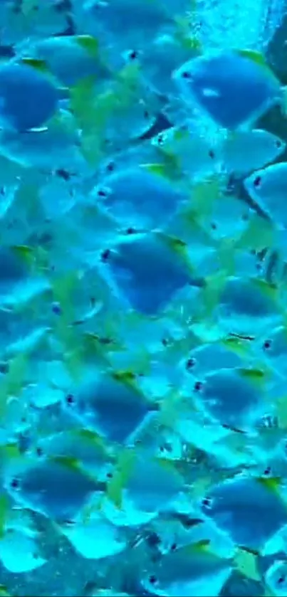 Water Liquid Blue Live Wallpaper