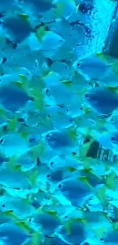 Water Liquid Blue Live Wallpaper