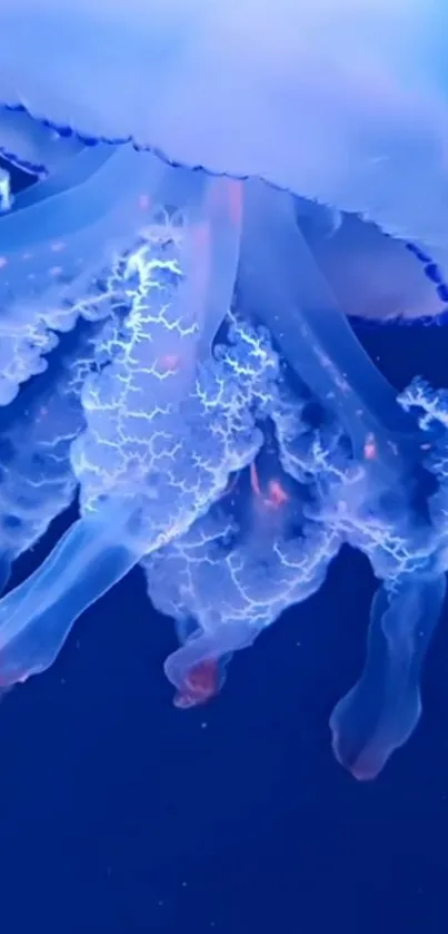 Water Liquid Jellyfish Live Wallpaper