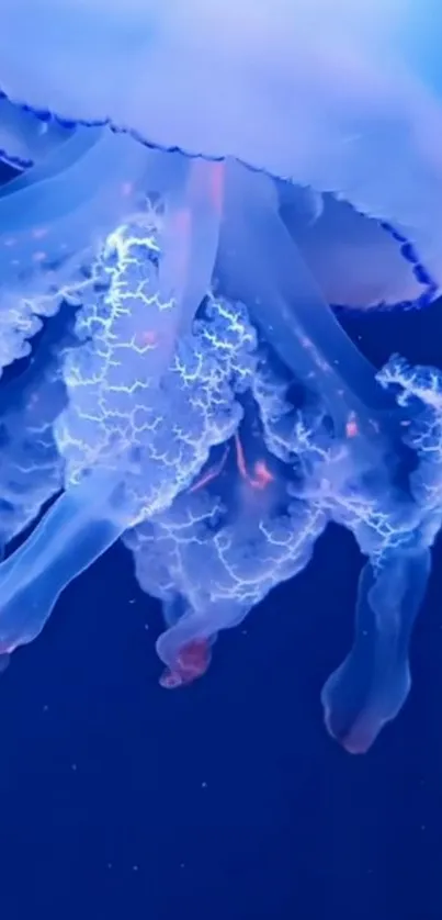 Water Liquid Jellyfish Live Wallpaper