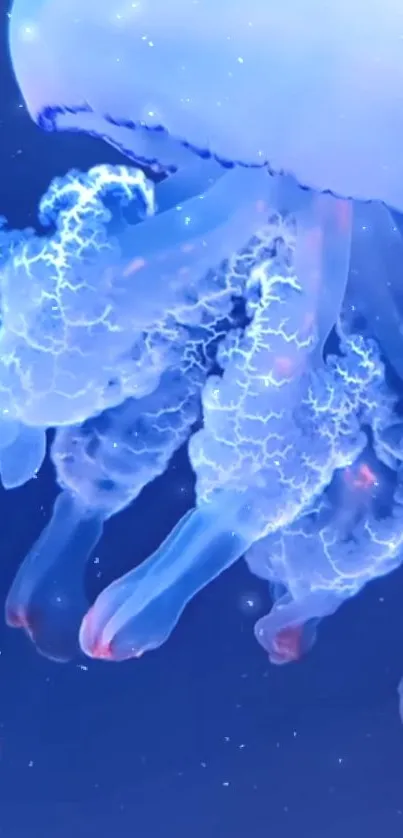 Water Liquid Jellyfish Live Wallpaper