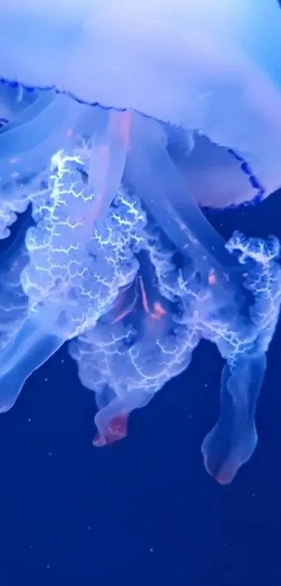 Water Liquid Jellyfish Live Wallpaper