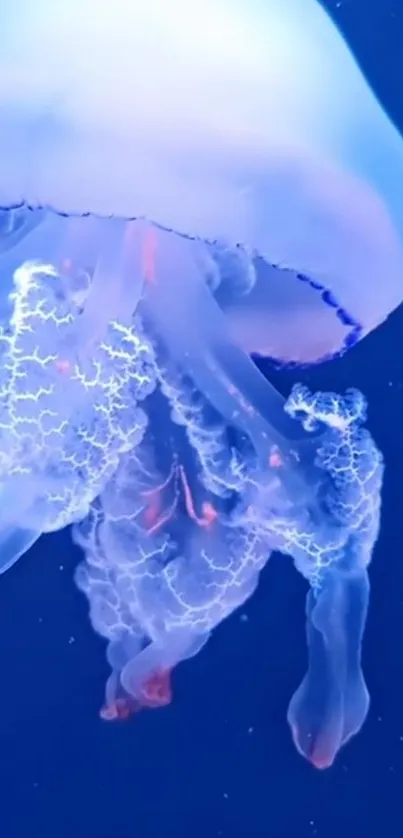 Water Liquid Jellyfish Live Wallpaper