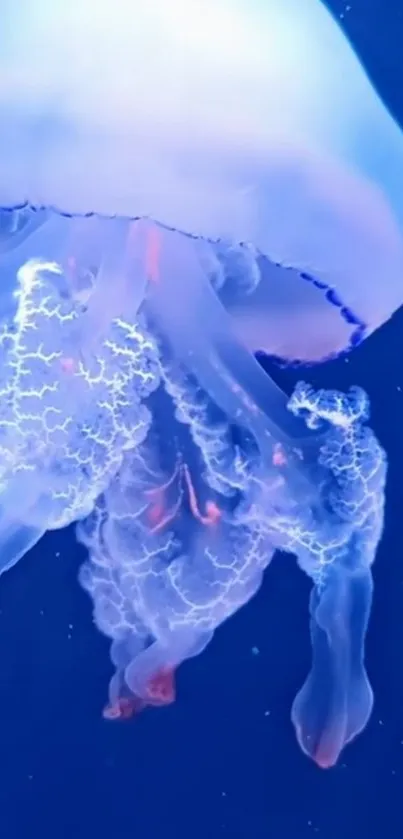 Water Liquid Jellyfish Live Wallpaper