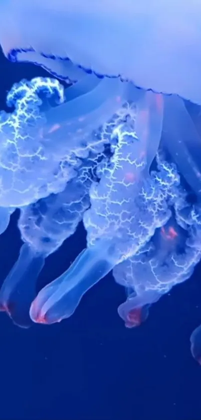 Water Liquid Jellyfish Live Wallpaper