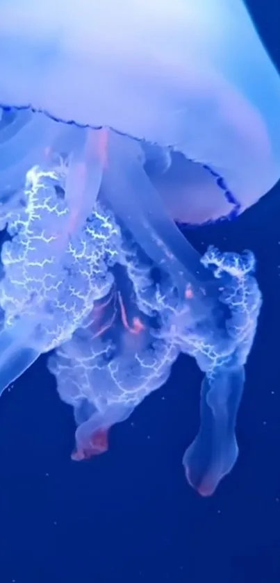 Water Liquid Jellyfish Live Wallpaper