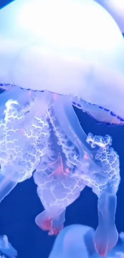 Water Liquid Jellyfish Live Wallpaper