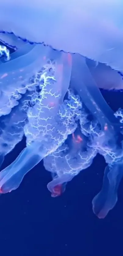 Water Liquid Jellyfish Live Wallpaper