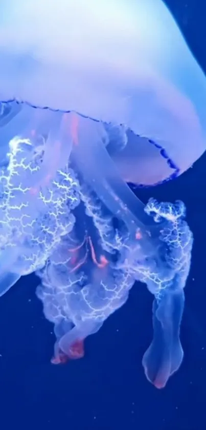 Water Liquid Jellyfish Live Wallpaper