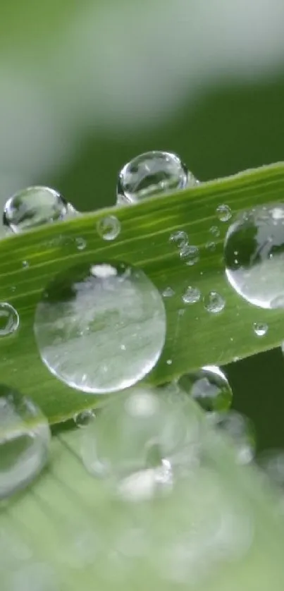 Water Liquid Leaf Live Wallpaper