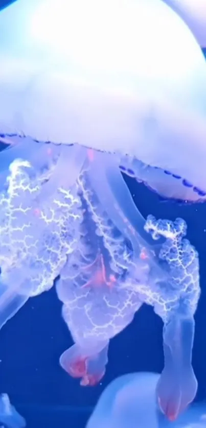 Water Liquid Light Live Wallpaper