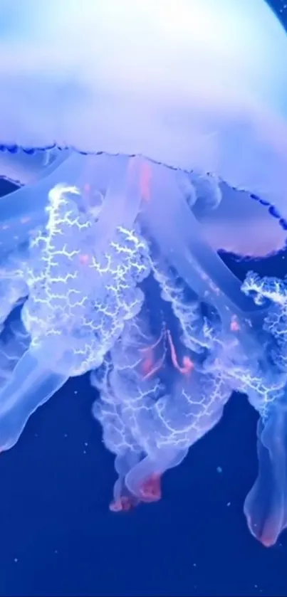 Water Liquid Marine Invertebrates Live Wallpaper