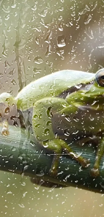Water Liquid Nature Live Wallpaper