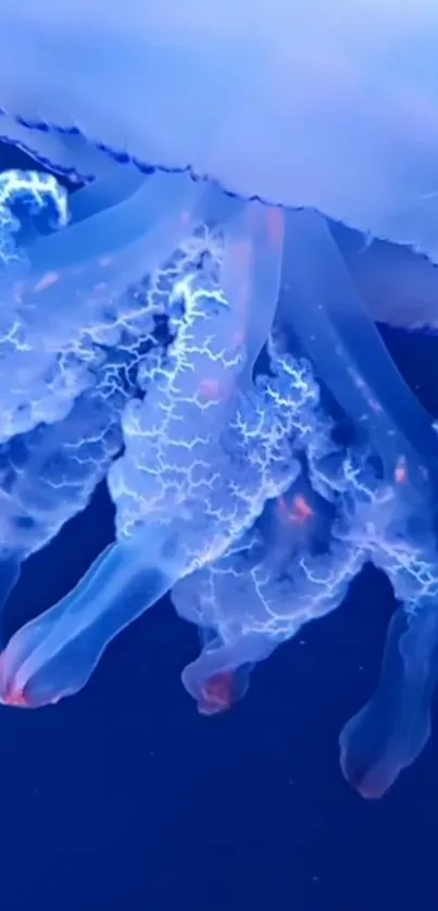 Water Liquid Vertebrate Live Wallpaper