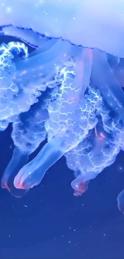 Water Liquid Vertebrate Live Wallpaper