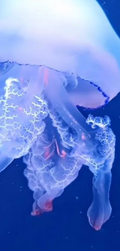 Water Liquid Vertebrate Live Wallpaper