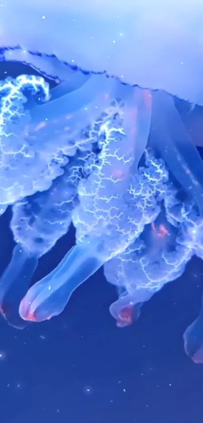 Water Liquid Vertebrate Live Wallpaper