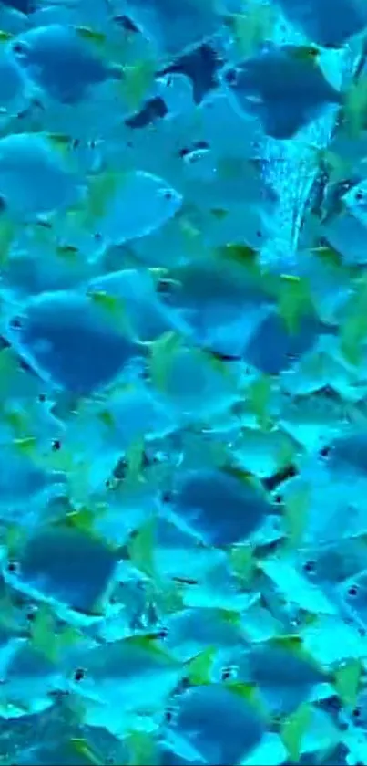Water Liquid Vertebrate Live Wallpaper