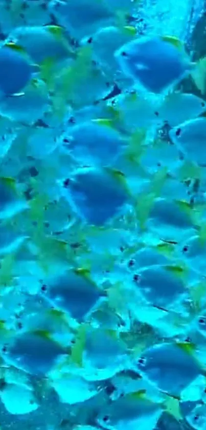 Water Liquid Vertebrate Live Wallpaper