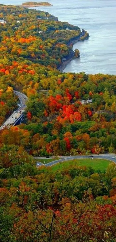 Water Orange Plant Live Wallpaper
