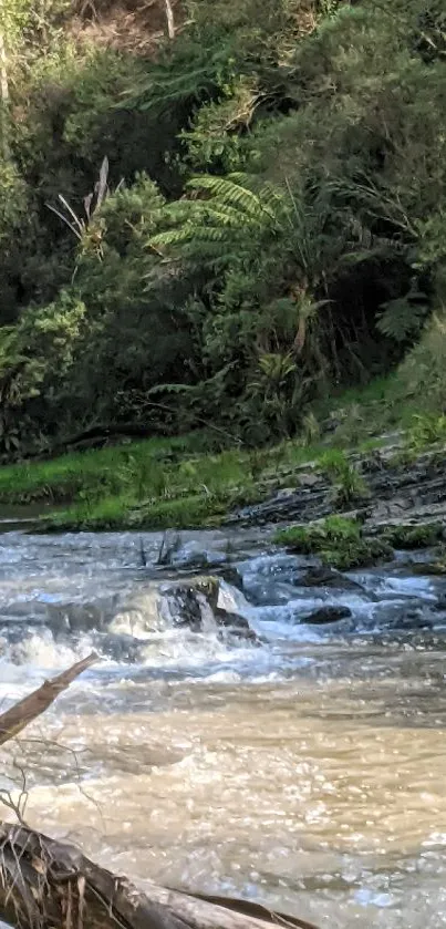 Water Plant Fluvial Landforms Of Streams Live Wallpaper