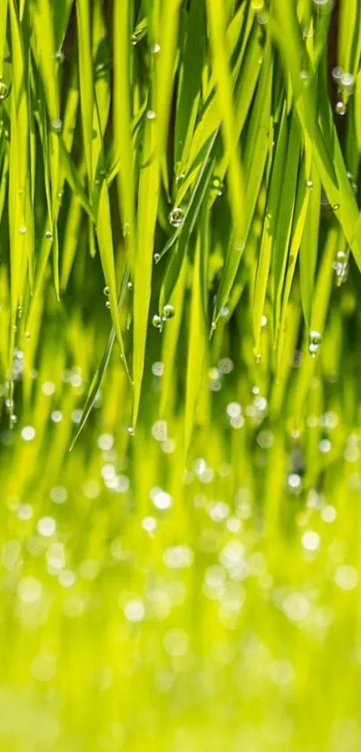 Water Plant Grass Live Wallpaper