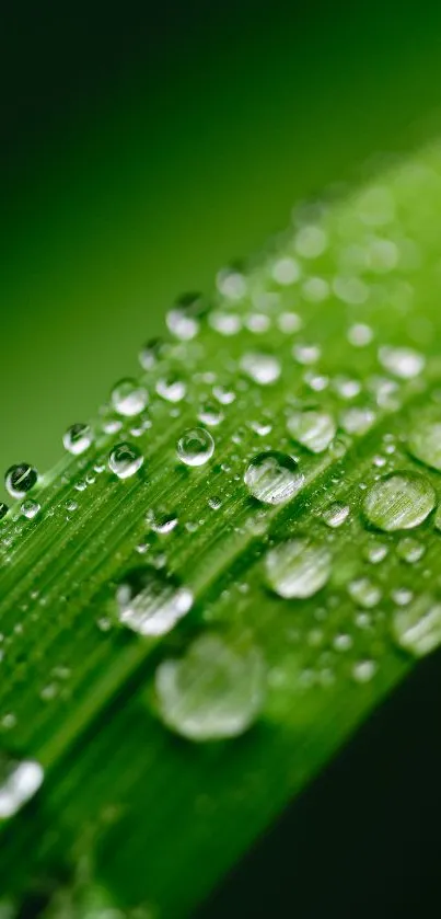 Water Plant Grass Live Wallpaper