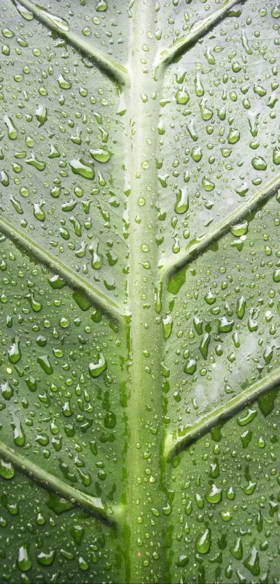 Water Plant Leaf Live Wallpaper