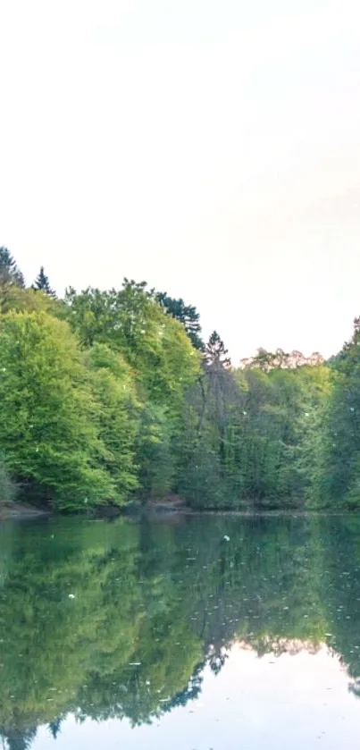 Water Plant Tree Live Wallpaper