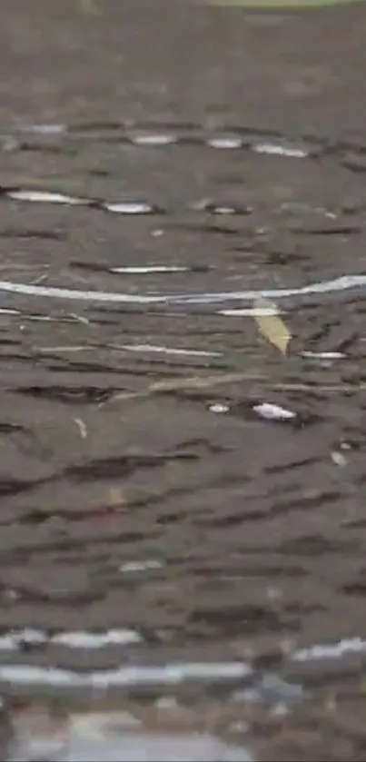 Close-up of soothing water ripples on a dark surface.