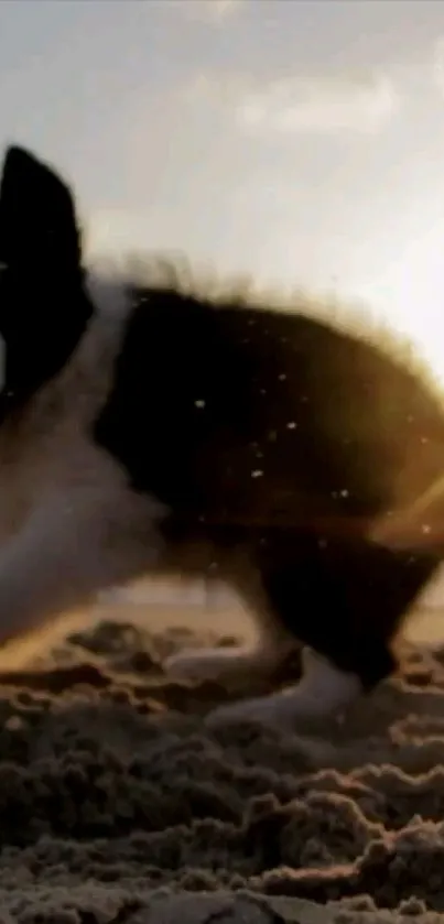 Water Sky Carnivore Live Wallpaper