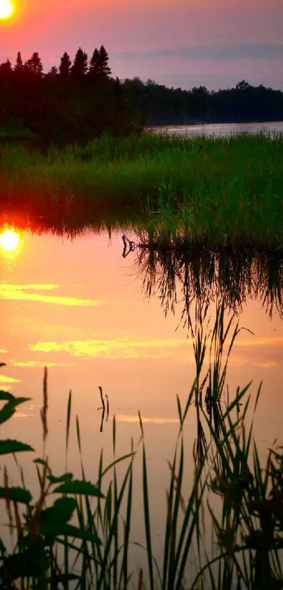 Water Sky Plant Live Wallpaper