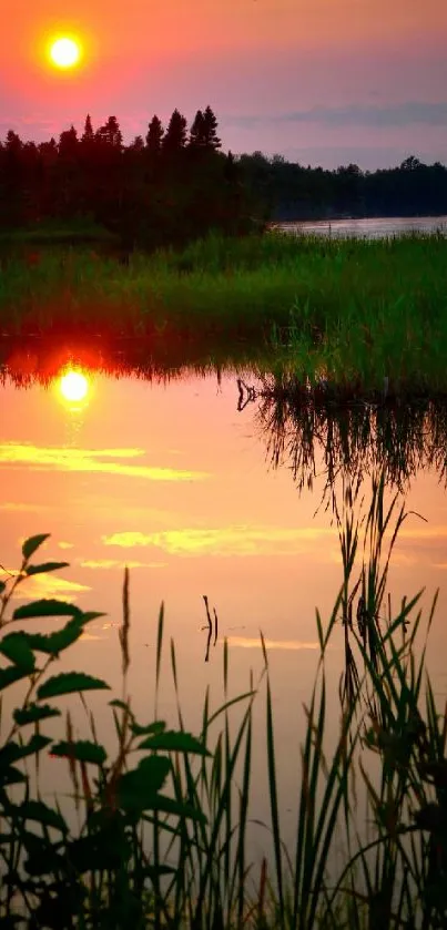 Water Sky Plant Live Wallpaper