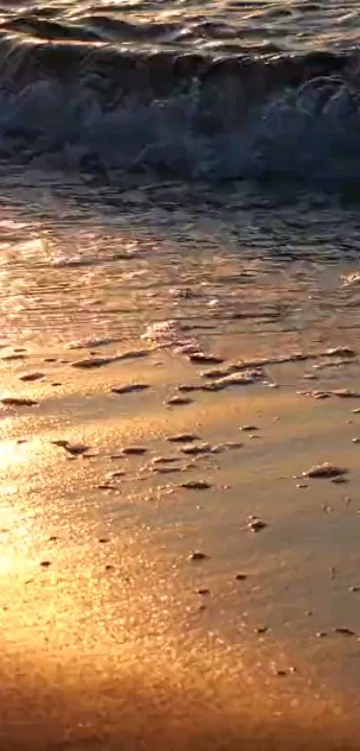 Water Tree Sunset Live Wallpaper