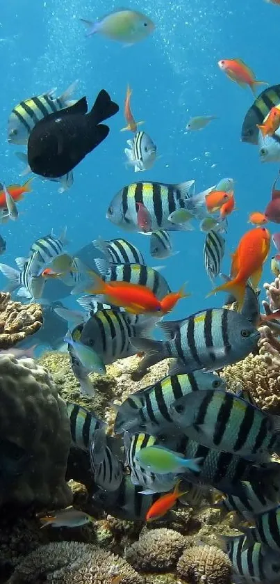 School Time Live Wallpaper