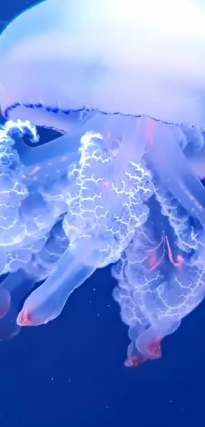 Water Vertebrate Liquid Live Wallpaper