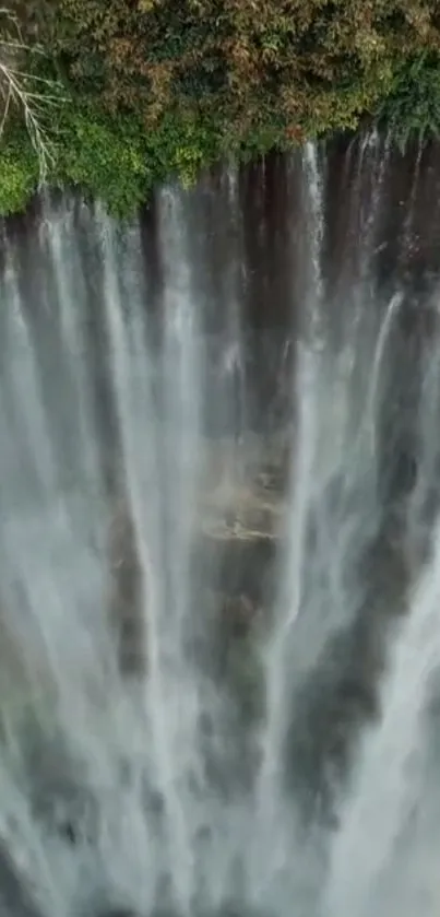 Water Waterfall Plant Live Wallpaper