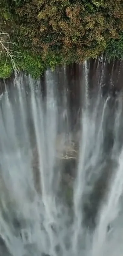 Water Waterfall Plant Live Wallpaper