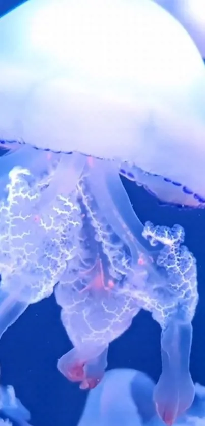 Water White Light Live Wallpaper
