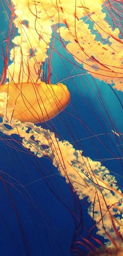 ubur ubur Live Wallpaper