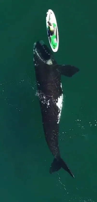 Aerial view of a paddleboarder and whale in teal ocean waters.