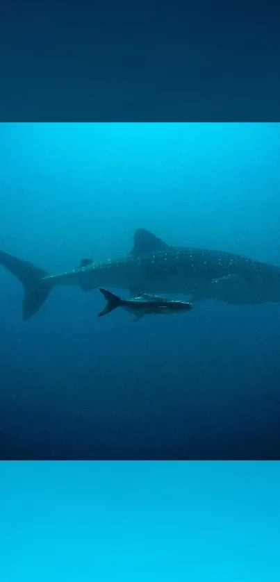 Whale shark swimming gracefully in deep blue ocean scene.